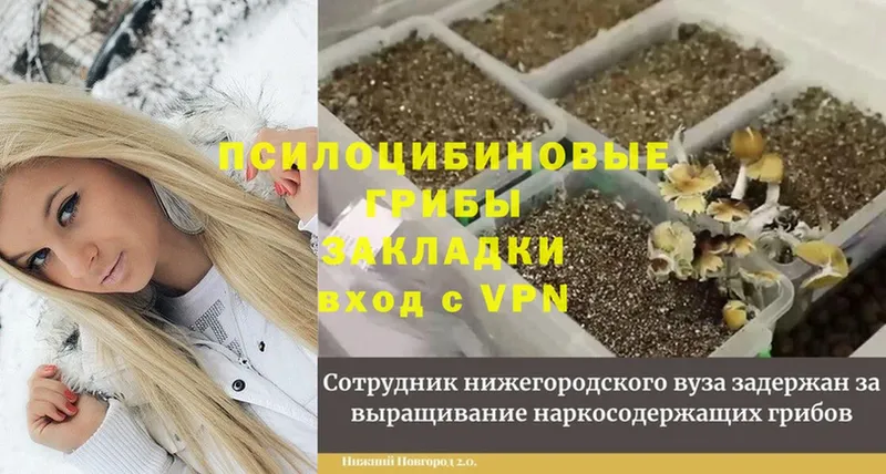 Галлюциногенные грибы MAGIC MUSHROOMS  Невинномысск 